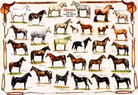 Study the Horse Basics questions