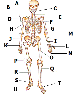 Human Skeletal System Quiz